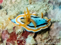 Chromodoris annae Chromodoris annae