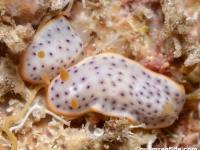 Chromodoris aspersa