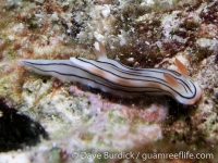 Chromodoris cf. strigata UW Kwaj sp. e248