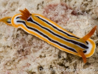 Chromodoris colemani