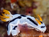 Chromodoris dianae