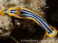 Chromodoris elisabethina