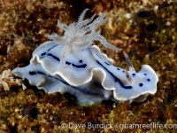 Chromodoris willani