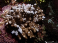 Cladiella sp.