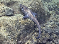 Coelorinchus sp.