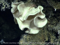 Corallistes sp. A