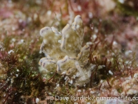 Cyerce bourbonica