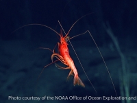 Dendrobranchiata shrimp