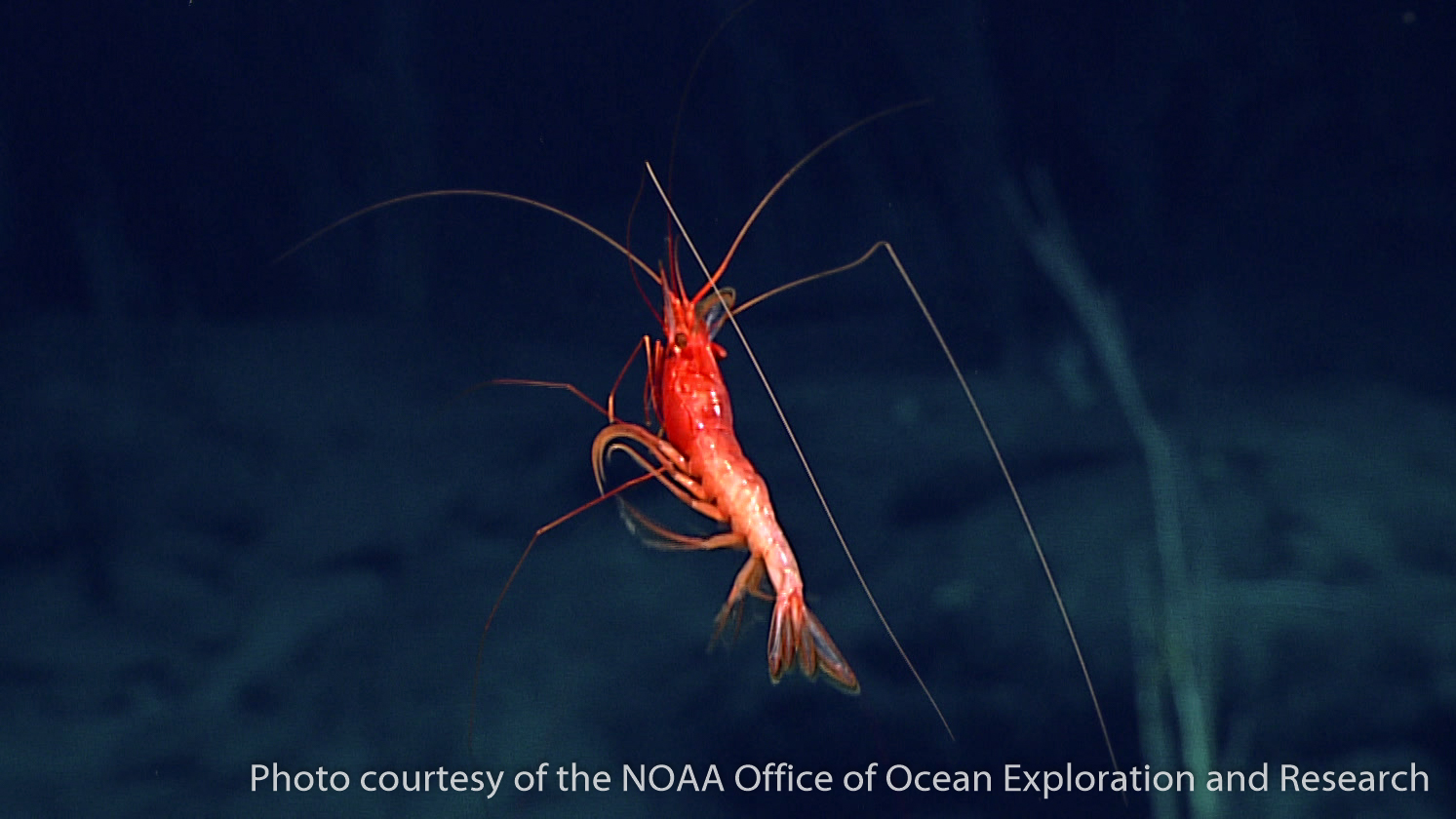 Dendrobranchiata shrimp