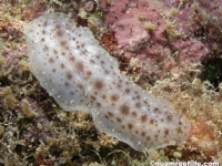 Dendrodoris cf. elongata