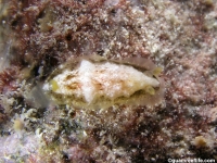 Dendrodoris coronata