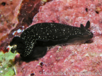 Dendrodoris fumata