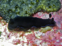 Dendrodoris nigra (blue band)