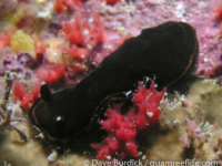 Dendrodoris nigra (red band)