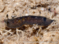 Dendrodoris nigra (white spots)