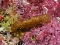 Dendrodoris sp. 6 NSSIP 2nd ed