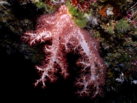 Dendronephthya sp. A