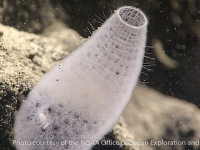 Dictyaulus sp. A