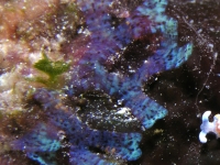 Dictyota cf. humifusa