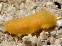 Doris granulosa