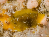 Doris viridis