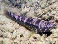 Eleotris fusca (mottled)