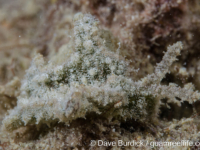 Elysia sp. e153 UWK