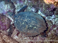 Eretmochelys imbricata