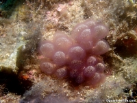 Gibsmithia hawaiiensis