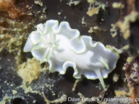 Glossodoris buko Glossodoris buko