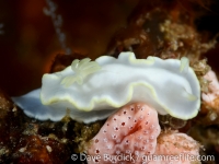 Glossodoris buko