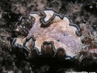 Glossodoris hikuerensis