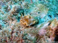 Glossodoris rufomarginata