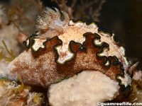 Glossodoris sp. 1 NSSIP 2nd ed