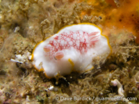 Goniobranchus cf. tinctorius