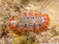 Goniobranchus decorus