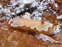 Goniobranchus rubrocornutus