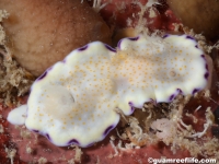 Goniobranchus rufomaculatus