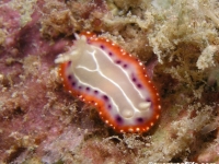 Goniobranchus setoensis