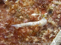 Gymnodoris alba