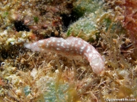 Gymnodoris cf. okinawae UWK sp. e149