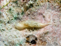 Gymnodoris cf. sp. 20 NSSIP 2nd ed