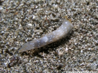 Gymnodoris cf. sp. 29