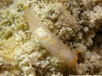 Gymnodoris cf. sp. 50 NSSIP 2nd ed