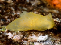 Gymnodoris cf. sp. 6 NSSIP 2nd ed