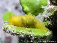 Gymnodoris cf. subornata