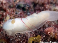 Gymnodoris citrina