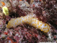 Gymnodoris rubropapulosa