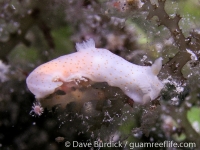 Gymnodoris sp. 14 NSSIP 2nd ed