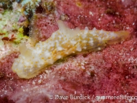 Gymnodoris sp. 3 NSSIP 2nd ed